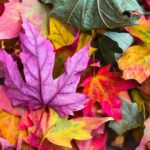 La magia della Val d'Orcia in autunno